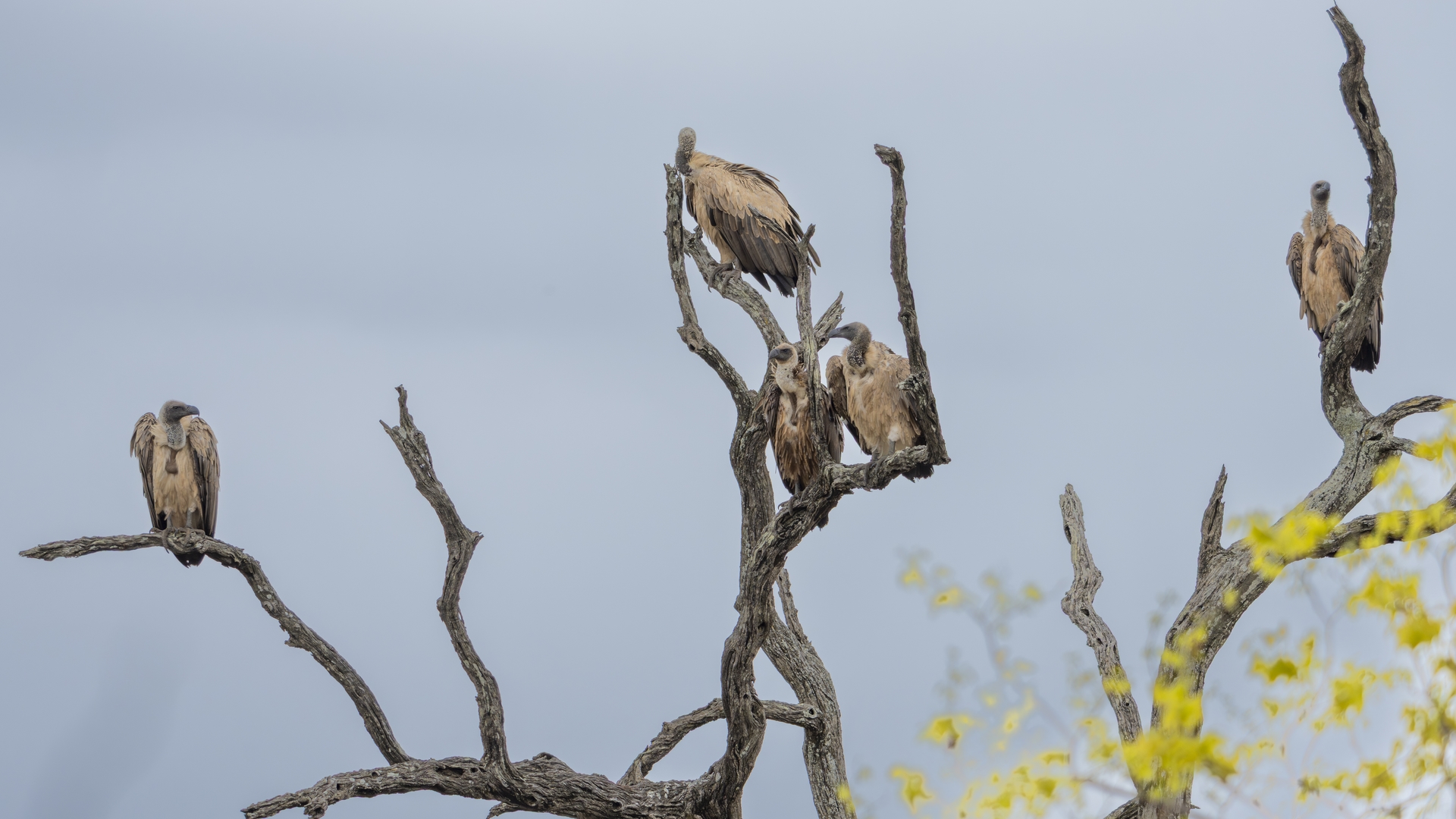Kruger25 2025 11 07 10 00 38 ILCE 1M2 2982